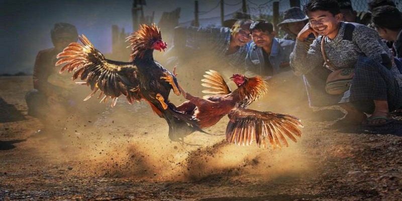 Hướng dẫn cá cược đá gà SV388 tại U888