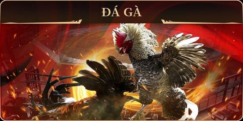 Thông tin chi tiết về các kèo cược tại đá gà SV388