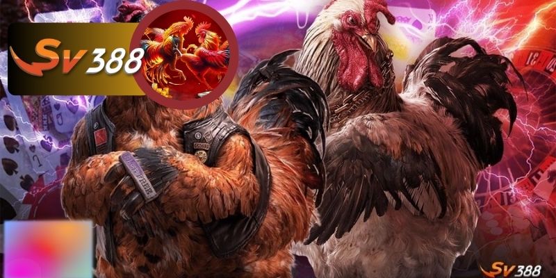 Tìm hiểu về chuyên mục đá gà SV388