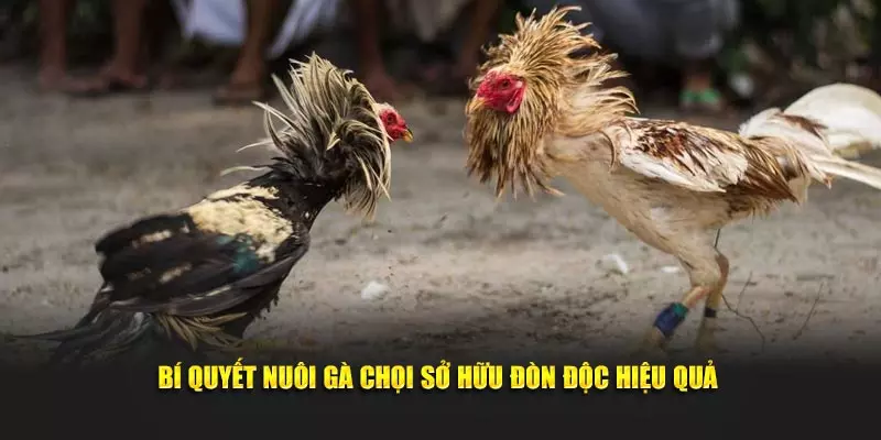 Bí quyết nuôi gà chọi sở hữu đòn độc hiệu quả