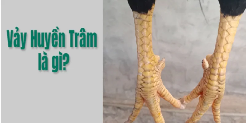 Vảy Huyền Trâm là gì ?