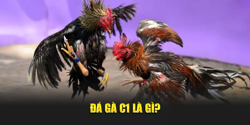 Đá gà C1 là gì