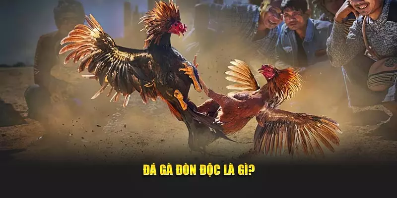 Đá gà đòn độc là gì