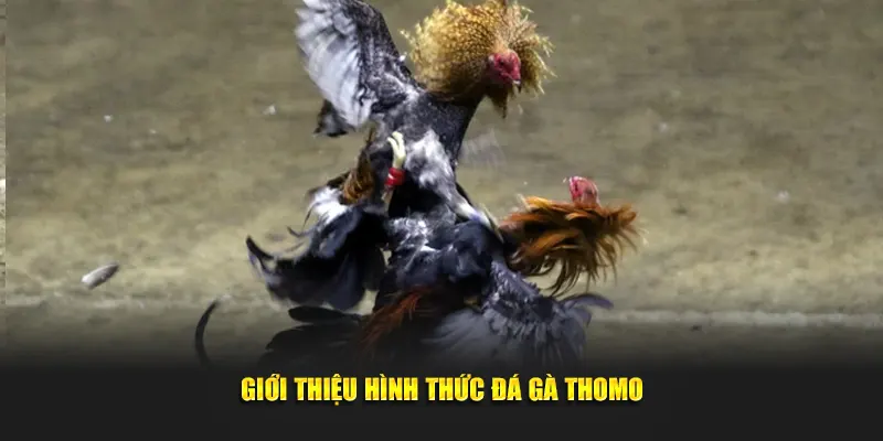 Giới thiệu thông tin cơ bản về hình thức đá gà Thomo