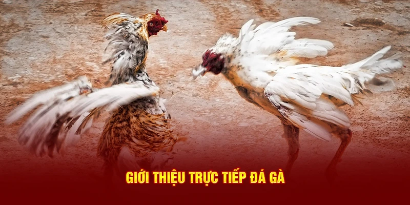 Giới thiệu trực tiếp đá gà