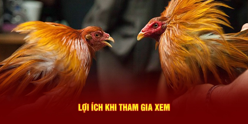 Lợi ích khi tham gia xem
