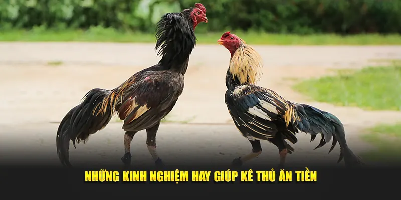 Những kinh nghiệm hay giúp kê thủ ăn tiền