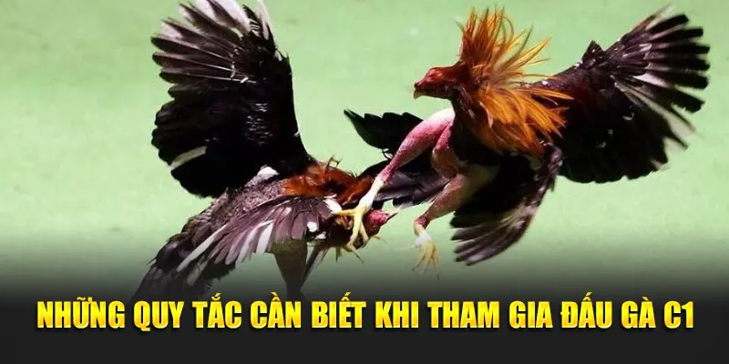 Những quy tắc cần biết khi tham gia đấu gà C1